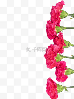红色康乃馨花朵图片_母亲节红色康乃馨