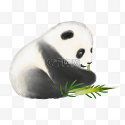 熊猫熊猫宝宝图片_水彩熊猫宝宝吃竹子