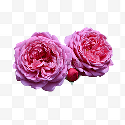 玫瑰特写花卉粉色花朵