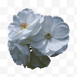 玫瑰特写花束白色花朵