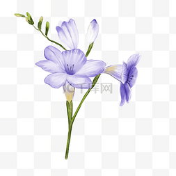 紫色创意花朵图片_小苍兰紫色花卉水彩