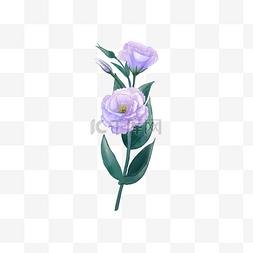 洋桔梗紫色水彩花卉