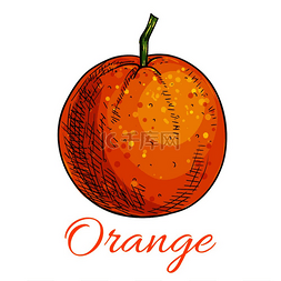 橙色独立的柑橘类水果产品标志用