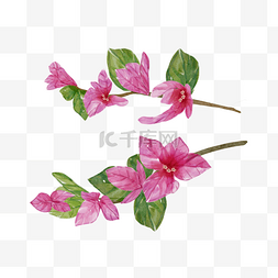叶子图片_九重葛水彩粉色花卉植物