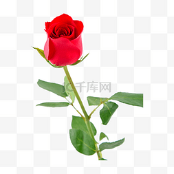 红色玫瑰自然植物
