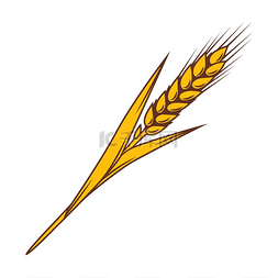 黑麦麦穗图片_小麦插图具有天然金色大麦或黑麦