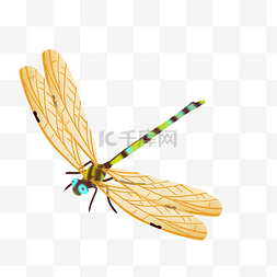 世界生物图片_飞虫昆虫蜻蜓