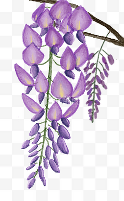 花骨朵树枝图片_紫色水彩花朵紫藤