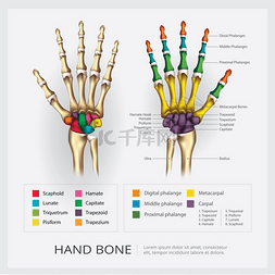 脊椎治疗图片_人的手骨矢量图