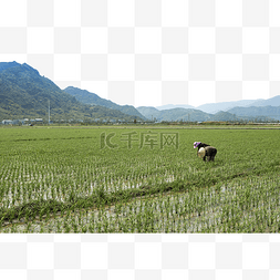 农村干活的农民稻田