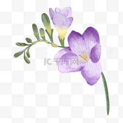 violet紫罗兰色图片_小苍兰水彩风格紫罗兰色