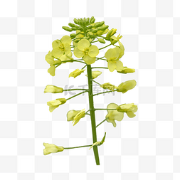 黄色油菜花花卉叶子特写
