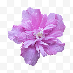 木槿花朵图片_木槿粉色花卉花朵