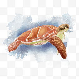 海龟和鳗鱼图片_海龟动物游泳水彩