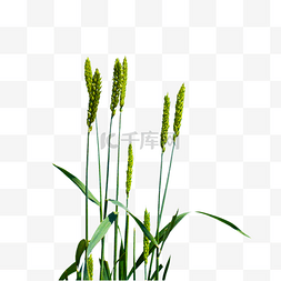 农作物麦子图片_小麦绿色嫩麦穗
