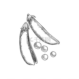 豌豆类图片_豌豆荚隔离单色草图矢量豌豆蔬菜