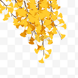 秋天银杏树树枝植物叶子