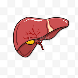 肝脏肝包膜图图片_肝脏胆囊背面肝剪贴画