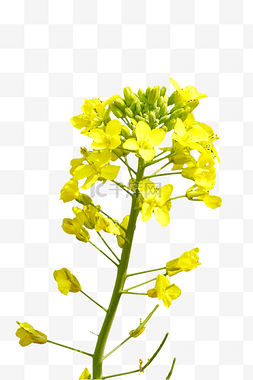 春天植物黄色油菜