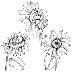 花黑白手绘图片_矢量向日葵花卉植物花。黑白雕刻