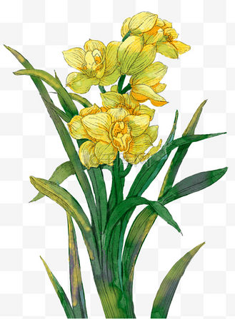 水粉花卉花朵个人vip和企业vip免费下载插画水彩花卉水彩背景唯美植物