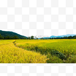 秋天稻田丰收风景