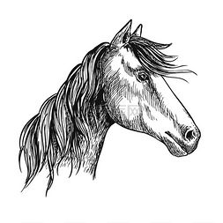 灰色波浪形图片_有波浪形鬃毛的白马。