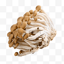 新鲜蟹味菇图片_蟹味菇采摘蘑菇