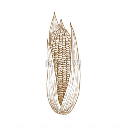 玉米棒与叶片分离的矢量示意图矢