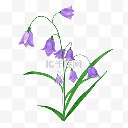 花水彩蓝图片_蓝紫色婚礼水彩蓝铃花植物