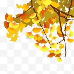 银杏树飘落树叶图片_秋天植物银杏树植物金秋叶子树叶