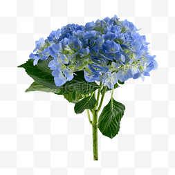 蓝开图片_绣球花花卉装饰摆设植物