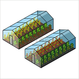 大叶植物叶图片_大透明温室，种植西红柿和几种甜