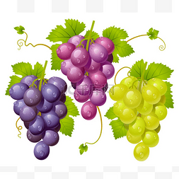 吐鲁番的葡萄熟了图片_三个集群的葡萄