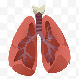 人体组织器官肺部医疗医学健康