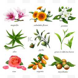 tea图片_Medicinal plants and flavors. Magnolia, calen