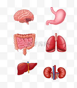 人体图脏器图图片_人体上半身器官套图