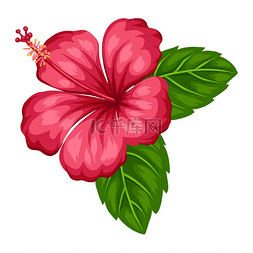 热带芙蓉花的插图。