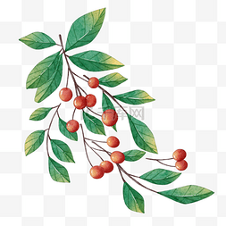 浆果树枝图片_圣诞节浆果树枝水彩风格