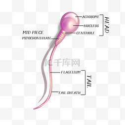 螺纹避孕图片_人类精子细胞结构