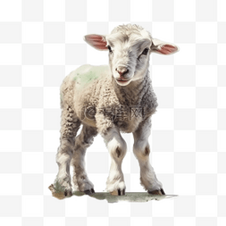 家养畜类动物绵羊