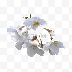 白色花卉花瓣植物樱花