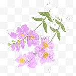 紫薇花水彩风格花朵树枝