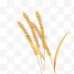 农作物麦子图片_金色麦子麦穗
