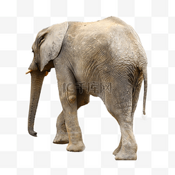 热带动物大象亚洲象哺乳动物