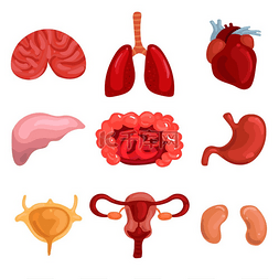 人体器官肾图片_人体内脏与肺脑肝子宫肠口心肾分