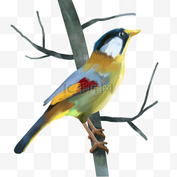 羽毛鲜艳的鸟图片_树上站着鲜艳水彩鸟类动物