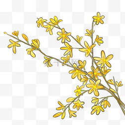 黄色简单春季迎春花植物