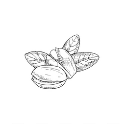 果实的叶子图片_开心果果实与叶子孤立的素描。
