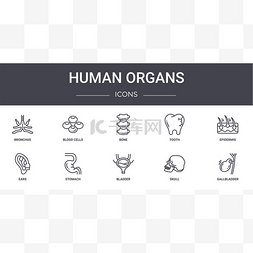 器官捐献图片_人体器官概念线图标设置。包含可